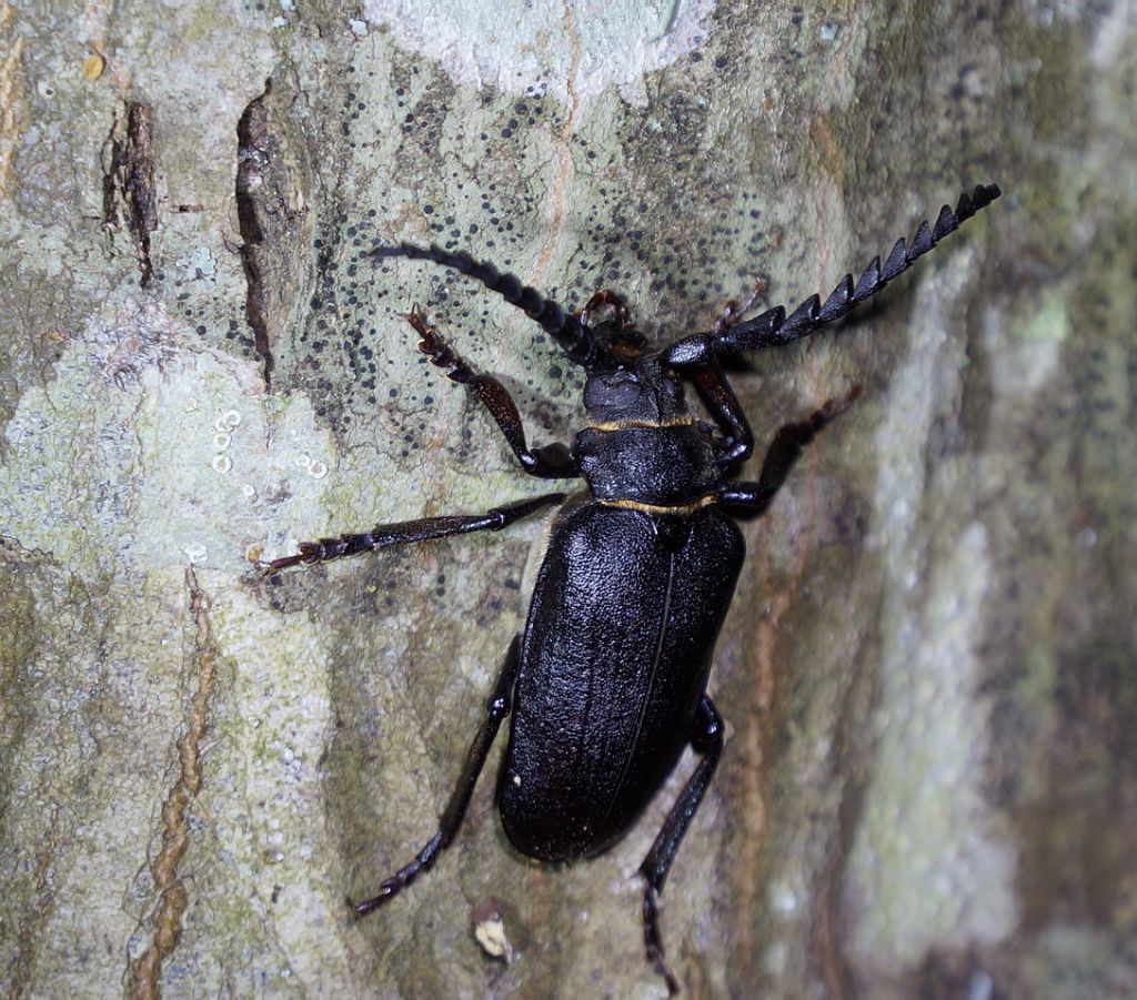 Cerambycidae: Prionus coriarius ?  S !